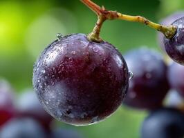 Close-up of a single dewy purple grape hanging from a stem, with other grapes blurred in the background, captured in vibrant natural light photo