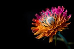 Colorful flower with vibrant petals in shades of pink, orange, yellow, and red. The intricate details and bright colors stand out sharply against a black background, creating a stunning visual photo