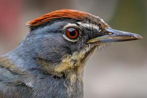 Gray bird features striking red crest, large round eye with intricate patterns, and pointed beak. Close-up showcases detailed feathers with subtle gradient hues, emphasizing vibrant look photo