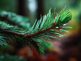 Close-up of a green pine branch, needles covered in glistening droplets, with a blurred forest background. The focus highlights the vibrant color and texture of the pine needles photo