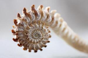 Close-up of a spiraled fossilized shell with intricate patterns and textures, featuring a mix of brown and beige hues against a neutral backdrop, showcasing natural beauty and symmetry photo