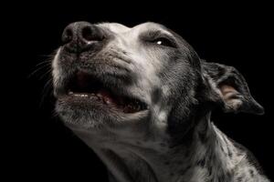 Dog gazing upwards with open mouth, revealing teeth. Light illuminates its detailed fur texture and expressive eyes. The black background highlights the dog's facial features and emotions photo