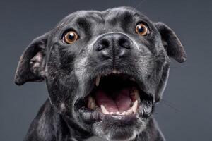 Close-up of a black dog with wide eyes and open mouth, showing teeth. The expression is surprised or amazed, capturing a moment of emotion and intensity in its gaze and posture photo