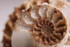 Close-up of a fossilized ammonite shell with intricate spirals and crystalline formations visible, showcasing natural textures and earthy tones, set against a soft-focus, serene background photo