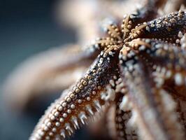 Starfish with intricate textures in close-up view, showcasing detailed patterns and colors on its arms, creating an abstract and natural composition, with focus on surface detail photo