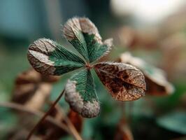 Macro close-up of a four-leaf clover with green and brown leaves, showcasing intricate textures and patterns. The depth of field emphasizes the clover while background remains blurred photo