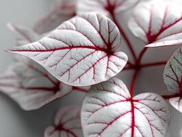 Heart-shaped leaves display contrasting white surface with intricate red veins, creating a striking pattern. The close-up view emphasizes the delicate network of lines photo