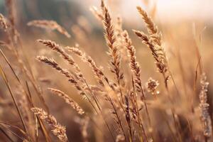 Golden stalks of wild grass sway gently in a sunlit field, capturing the warmth of a late afternoon sun. The soft focus creates a dreamy, serene atmosphere with a subtle glow photo