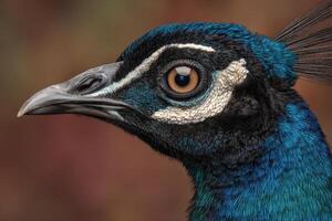 A close-up of a vibrant bird with iridescent blue and green feathers, showcasing its elegant head, beak, and intricate eye pattern against a softly blurred background photo