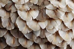 Detailed close-up of overlapping beige and brown feather layers, exhibiting texture and intricate patterns resembling scales. Soft lighting highlights natural curves and fine details photo