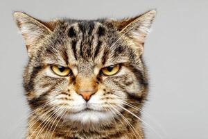 Close-up of a tabby cat with intense yellow eyes and distinct facial stripes. The cat's expression appears serious, and its fur is short and well-groomed photo
