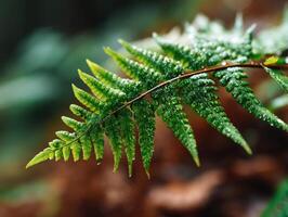 Fern leaf with droplets on vibrant green fronds, detailed texture, soft focus background. Freshness and natural beauty captured in close-up, encapsulating lush and serene forest imagery photo
