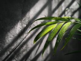 Green leaves with water droplets lit by sunlight, casting shadows on a textured surface with linear patterns. Emphasizes details of nature, light, and shadow interplay photo