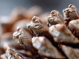Close-up of a pine cone with focus on its textured scales, displaying a detailed view with a soft, blurred background. The natural colors range from brown to light beige photo