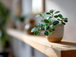 A small potted plant with vibrant green leaves sits on a wooden shelf. The background is softly blurred, giving a dreamy effect. The play of light enhances the texture of the leaves photo