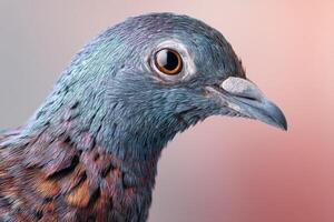 Close-up of a bird's head showcasing iridescent plumage with shades of blue, purple, and brown. The eye is prominent, and the beak is pointed. Background is smooth and neutral photo