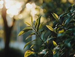 Sunlight gently filters through glossy green leaves with a bokeh effect creating a peaceful, natural ambiance. The play of light and shadow highlights the leaves' vibrant texture photo