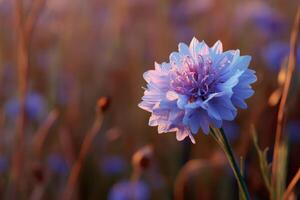 Blue flower with delicate petals stands out against a blurred background of stems and soft bokeh effect, creating a dreamy and serene atmosphere in natural light photo