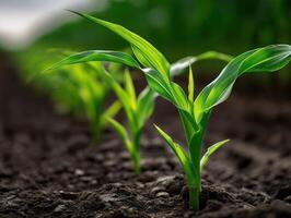 Young green plant growing in rich, dark soil on a farm, showcasing fresh, vibrant leaves under natural light. Focus on single healthy sprout with blurred background for depth photo
