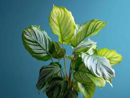 Vibrant green leaves with intricate white veins, each leaf distinct in pattern and shape, exude freshness. The overlapping foliage creates a striking visual display, ideal for decor photo