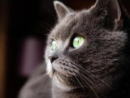Gray cat with bright green eyes gazes thoughtfully to the side. Light softly highlights its fur, accentuating the texture and creating a serene and contemplative atmosphere photo