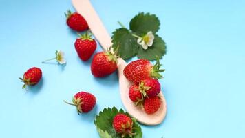 parte superior ver de rojo fresas con un azul antecedentes video