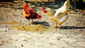 Two chickens are standing on a dirt ground photo