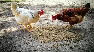 Two chickens standing on the ground photo