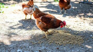A group of chickens standing on a dirt ground photo