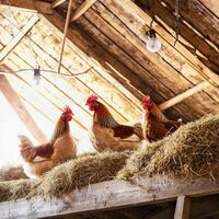 Three chickens are sitting on hay in a barn photo