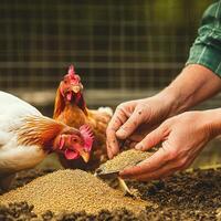 A person feeding grain to chickens photo