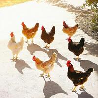 A group of chickens walking on a sidewalk photo