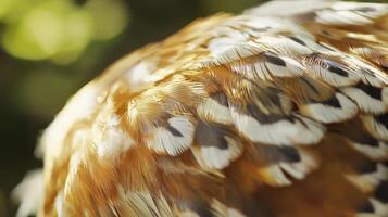 A close up of a bird's feathers photo