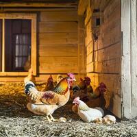 A group of chickens in a barn photo