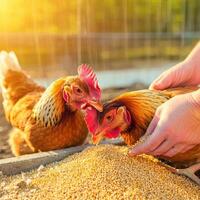 Two chickens are feeding grain to each other photo