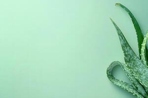 Fresh aloe vera plant leaves lay flat against a pastel green background creating copy space photo