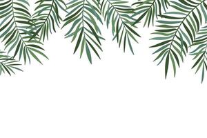 Palm treen leaves background. Tropical leaves top frame background, with green coconut palm tree branches vector