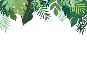 Tropical green leaves abstract background, top border frame with monstera, palm and banana leaves. Tropical Jungle Wild Foliage Background vector