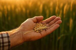 Farmer's Hand Holding Wheat Grains During Golden Hour for Agricultural Harvest and Crop Quality Check in Field photo