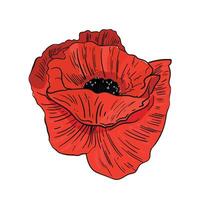 Abstract red flower illustration.Memorial day symbol. Poppy drawing isolated on white background line art color image,botanical design element for print and other use vector