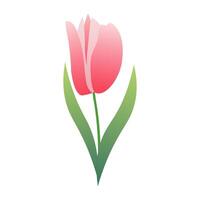 Tulip flower for summer. Minimal botanical illustration, isolated on white background. Perfect for summer banners, social media posts, and design elements vector