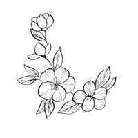 delicate apple blossom with leaves. Hand painted linear contour Japanese cherry, peach, almond flowers. Graphic clipart isolated. Botanical, tattoo and wedding illustration. For designers vector