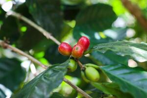close up view of red coffee cherry on the tree photo