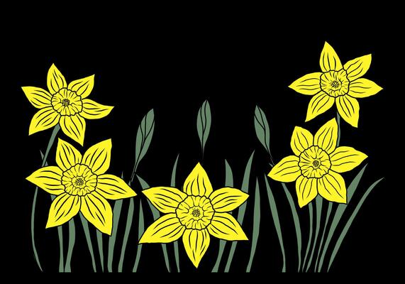 Hand drawn daffodil illustration isolated on black background