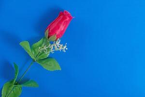 Bright pink rose on a blue background highlights vibrant colors. photo