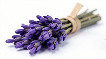 Small Bunch Of Fresh Lavender Tied photo