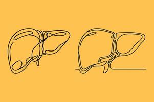 Liver and kidney on a yellow background vector