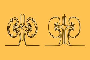 Two kidneys on a yellow background vector