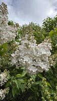White lilac flowers on the branches of a tree in the garden photo
