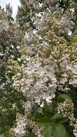 Apple blossom in spring. Close-up of white flowers photo